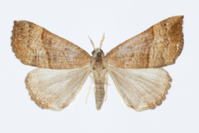 Hypena proboscidalis