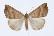 Hypena proboscidalis