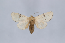 Acronicta leporina