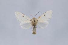 Acronicta leporina