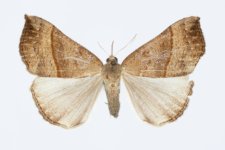 Hypena proboscidalis