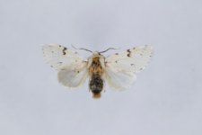 Acronicta leporina