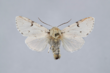 Acronicta leporina