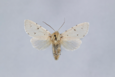 Acronicta leporina