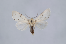 Acronicta leporina