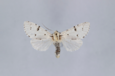 Acronicta leporina