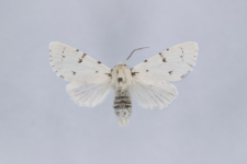 Acronicta leporina