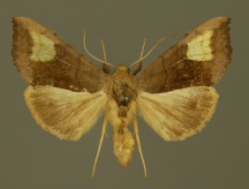 Diachrysia chryson (Esper, 1789)