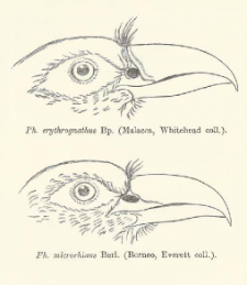 Description of two new species of the genera Phoenicophaes and Spilornis with a note on Oriolus Consobrinus Rams