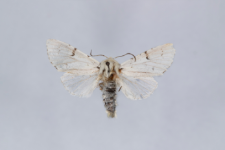 Acronicta leporina