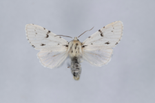 Acronicta leporina