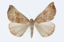 Hypena proboscidalis