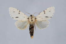 Acronicta leporina