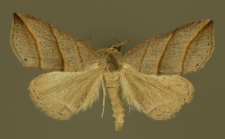 Colobochyla salicalis (Denis & Schiffermüller, 1775)