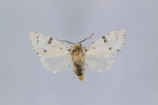 Acronicta leporina