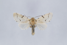 Acronicta leporina