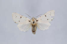 Acronicta leporina