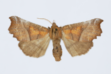 Scoliopteryx libatrix