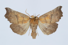 Scoliopteryx libatrix