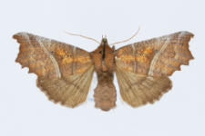 Scoliopteryx libatrix