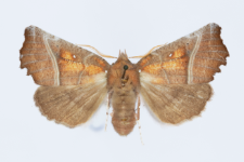 Scoliopteryx libatrix