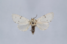 Acronicta leporina