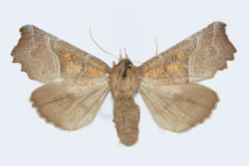 Scoliopteryx libatrix