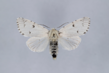 Acronicta leporina