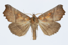 Scoliopteryx libatrix