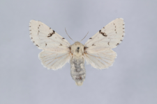 Acronicta leporina