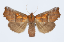 Scoliopteryx libatrix