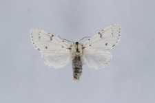 Acronicta leporina