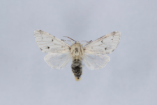 Acronicta leporina