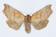 Scoliopteryx libatrix