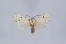 Acronicta leporina