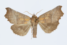 Scoliopteryx libatrix