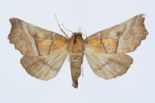 Scoliopteryx libatrix