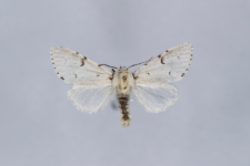 Acronicta leporina