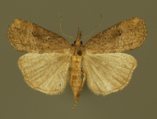 Hypena rostralis (Linnaeus, 1758)