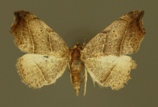 Laspeyria flexula (Denis & Schiffermüller, 1775)