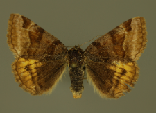 Euclidia glyphica (Linnaeus, 1758)