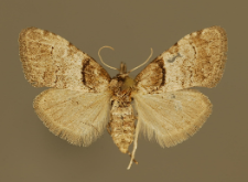 Nola cucullatella (Linnaeus, 1758)