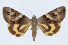 Catocala fulminea