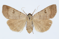 Lygephila viciae