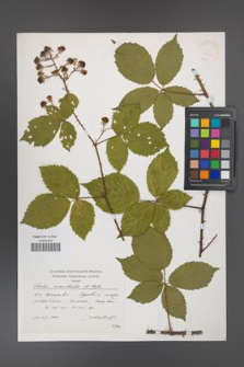 Rubus acanthodes [KOR 38272]