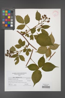 Rubus allegheniensis [KOR 41807]