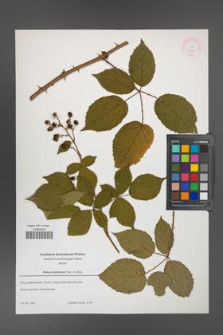 Rubus ambrosius [KOR 52666]