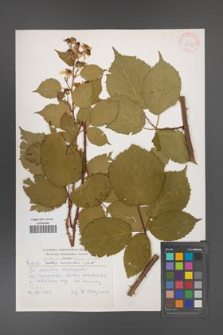Rubus ambrosius [KOR 30458]