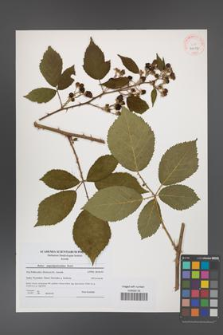 Rubus angustipaniculatus [KOR 41017]