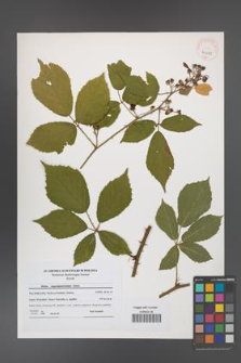 Rubus angustipaniculatus [KOR 41089]